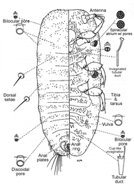  Micrococcidae:  Micrococcus bodeheimeri   Illustration from Miller and Williams (1995) 