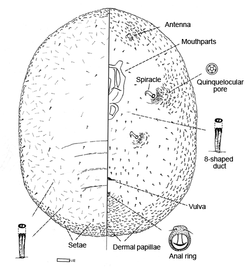  Phoenicococcidae:  Phoenicococcus marlatti   Illustration by Ray Gill (1993) 