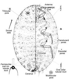   Ferrisia malvastra   Illustration by Douglas Williams 