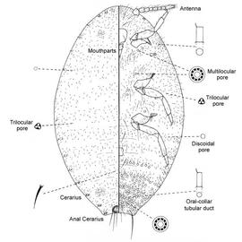   Crisicoccus azaleae   Illustration by Jennifer Cox 