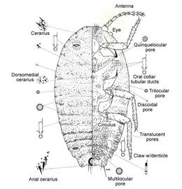   Phenacoccus gossypii   Illustration by Douglas Williams 