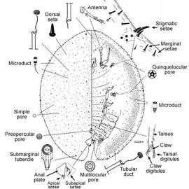   Parthenolecanium corni   Illustration by R. J. Gill 