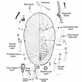   Philephedra lutea   Illustration by R. J. Gill 