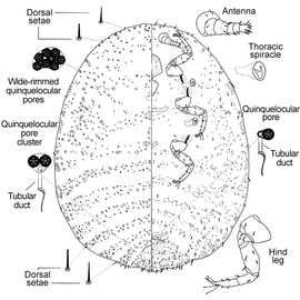   Dactylopius coccus   Illustration by Perez amp; Kosztarab 