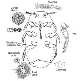   Drosicha  sp.  Illustration by Shoemaker 