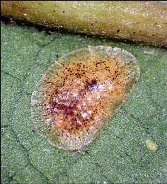   Coccus hesperidum  
 Photo by A. Hamon amp; J. Lotz 