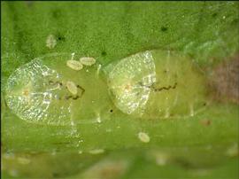   Coccus viridus  
 Photo by A. Hamon amp; J. Lotz 
