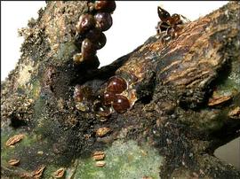   Taiwansaissetia formicarii  
 Photo by Jon Martin 
