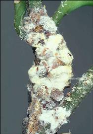   Nipaecoccus viridis  
 Photo by Socirc;zocirc; Kawai 
   