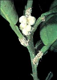   Nipaecoccus viridis  
 Photo by Socirc;zocirc; Kawai 