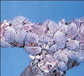   Planococcus kraunhiae  
 Photo by Shocirc;zocirc; Kawai 