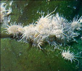   Pseudococcus cryptus  
 Photo by Shocirc;zocirc; Kawai 