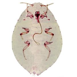   Hordeoliococcus heterotrichus  