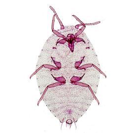   Paracoccus marginatus  