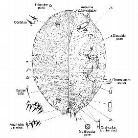 Formicococcus robustus | Scale Insects