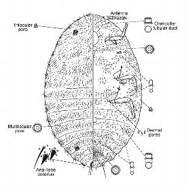 Palmicultor browni | Scale Insects