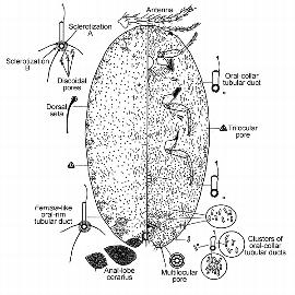 Ferrisia dasylirii | Scale Insects