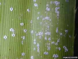  Halimococcidae:  Thysanococcus pandani  
 (c) Forest amp; Kim Starr, Starr Environmental, Bugwood.org 