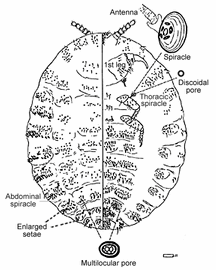  Margarodidae:nbsp; Dimargarodes meridionalis  

 Illustration from Gill 1993 
