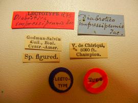              Diabrotica impressipennis Jacoby, lectotype,   labels       