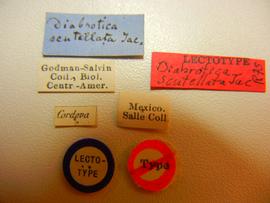              Diabrotica scutellata Jacoby, lectotype,   labels       