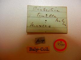              Diabrotica dissimilis Jacoby, lectotype,   labels       