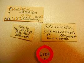              Diabrotica jamaicensis Bryant, holotype,   labels       