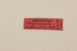              Chrysomela 12-punctata Fabricius, lectotype,   labels       