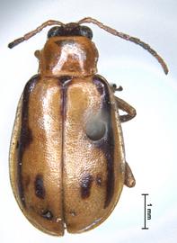              Diabrotica abrupta (Fabricius), lectotype, female,   habitus, dorsal view       