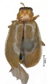              Cistela aeruginea Fabricius, lectotype, female, habitus,   dorsal view       