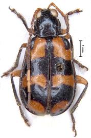              Crioceris trifasciata Fabricius, lectotype, male,   habitus, dorsal view       