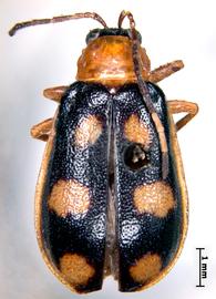              Crioceris tripunctata Fabricius, lectotype, female,   habitus, dorsal view       