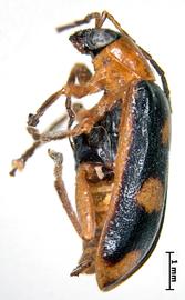              Crioceris tripunctata Fabricius, lectotype, habitus,   lateral view       