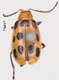              Chrysomela 12-punctata Fabricius, lectotype, female,   habitus, dorsal view       