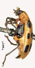              Chrysomela 12-punctata Fabricius, lectotype, habitus, lateral   view       