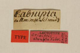              Crioceris abrupta Fabricius, lectotype,   labels       