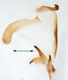   Diabrotica duckworthorum  Derunkov, Prado, Tishechkin, Konstantinov, internal sac, lateral view at left 