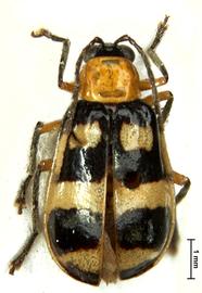              Diabrotica albosignata Baly, lectotype, female, habitus,   dorsal view       