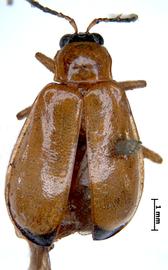              Diabrotica apicalis Baly, lectotype, female, habitus, dorsal   view       