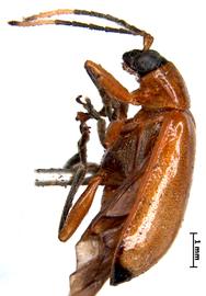              Diabrotica apicalis Baly, lectotype, female, habitus, lateral   view       