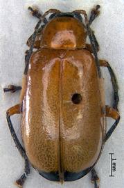              Diabrotica apicalis Baly, paralectotype, female, habitus, dorsal   view       