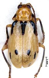              Diabrotica apicicornis Jacoby, lectotype, male, habitus,   dorsal view       