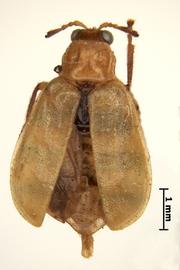              Diabrotica balteata LeConte, holotype, female, habitus, dorsal view       