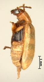              Diabrotica balteata LeConte, holotype, habitus, lateral   view       