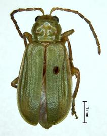              Diabrotica barberi Smith&Lawrence, habitus, dorsal   view       