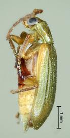              Diabrotica barberi Smith&Lawrence, habitus, lateral   view       