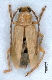              Diabrotica barberi Smith&Lawrence, habitus, dorsal   view       