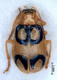              Diabrotica biannularis Harold, male, USNM, habitus,   dorsal view       