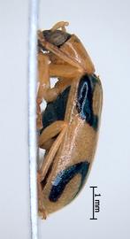              Diabrotica biannularis Harold, male, USNM, habitus,   lateral view       