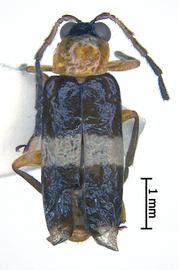              Diabrotica bipartita Jacoby, paralectotype,   male, habitus, dorsal view       